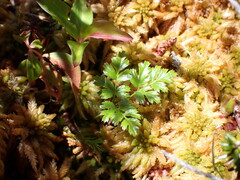Coptis aspleniifolia