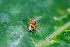 Psyllobora vigintiduopunctata