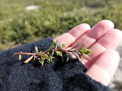 Suaeda novae-zelandiae