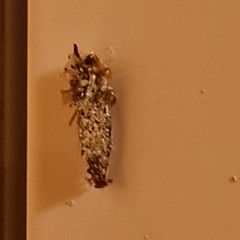 Dahlica triquetrella