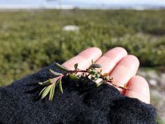 Suaeda novae-zelandiae