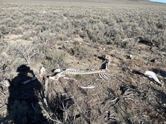 Equus caballus