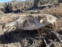 Equus caballus