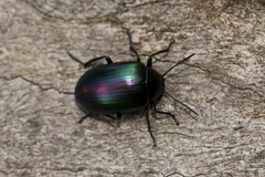 Chalcopteroides