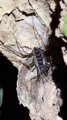 Thereuopoda clunifera