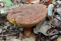 Xerocomus subtomentosus