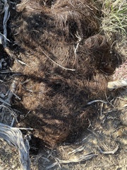 Equus caballus