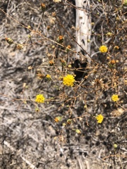 Lessingia glandulifera