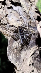 Thereuopoda clunifera