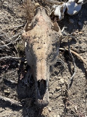 Equus caballus