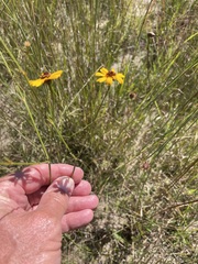 Coreopsis linifolia
