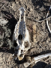 Equus caballus