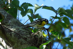 Setophaga dominica