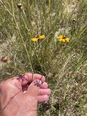 Coreopsis linifolia
