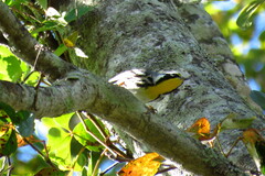 Setophaga dominica