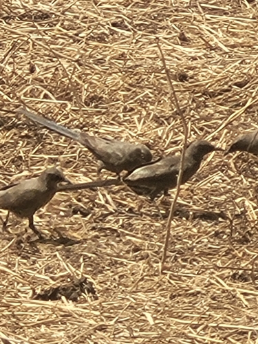 Ashy Starling (Lamprotornis unicolor), photo 4