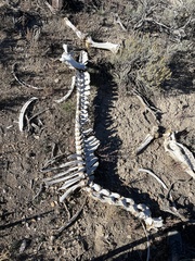 Equus caballus