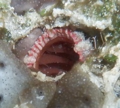 Pyura torpida