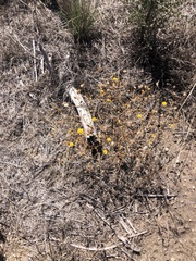 Lessingia glandulifera