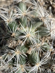 Pediocactus simpsonii