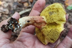 Xerocomus subtomentosus