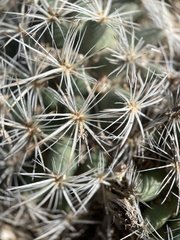 Pediocactus simpsonii