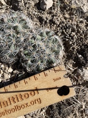 Pediocactus simpsonii