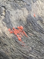 Tulasnella aurantiaca