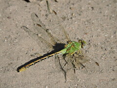 Erpetogomphus crotalinus