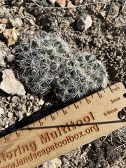 Pediocactus simpsonii