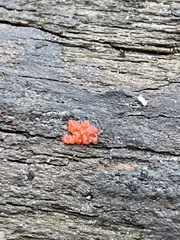 Tulasnella aurantiaca