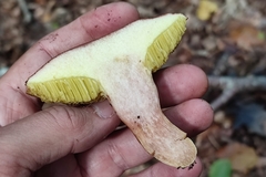 Xerocomus subtomentosus