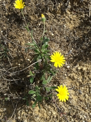 Calendula suffruticosa