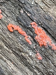 Tulasnella aurantiaca