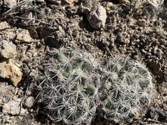 Pediocactus simpsonii
