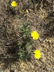 Calendula suffruticosa
