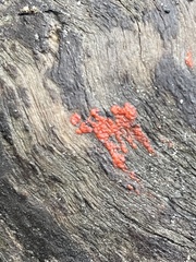 Tulasnella aurantiaca