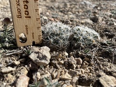 Pediocactus simpsonii