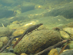Paramesotriton hongkongensis