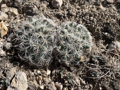 Pediocactus simpsonii