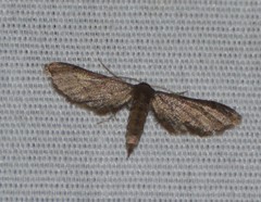 Protoproutia laredoata