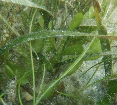 Caulerpa prolifera