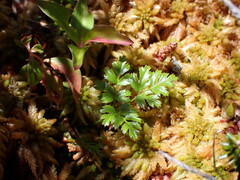 Coptis aspleniifolia