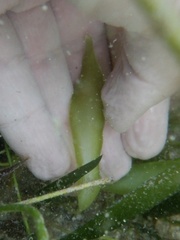 Caulerpa prolifera