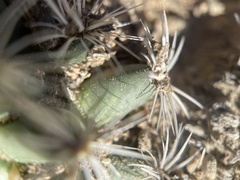 Pediocactus simpsonii