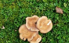 Armillaria mellea
