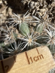 Pediocactus simpsonii