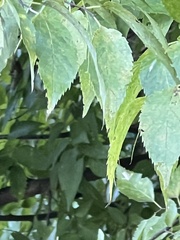 Celtis occidentalis