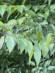 Celtis occidentalis