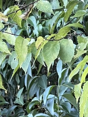 Celtis occidentalis